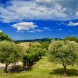 Falegname_image0011-Property-for-Sale-Marche