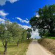 Falegname_image0012-Property-for-Sale-Marche