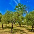 Benessere_image19-Property for Sale Marche