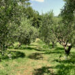 Piacere_image18-Property for Sale Marche
