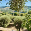 Image25_Gioia-Property for Sale Marche